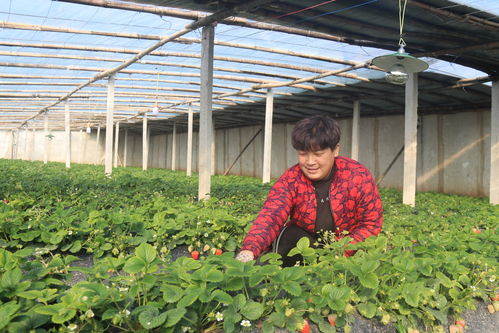阳台草莓种植时如何管理土壤和水分