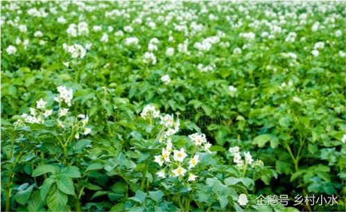 开花期用丙环唑，会不会影响授粉？