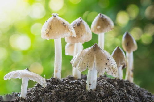 白蚁生活在温暖潮湿的土壤中，以木质纤维素为食