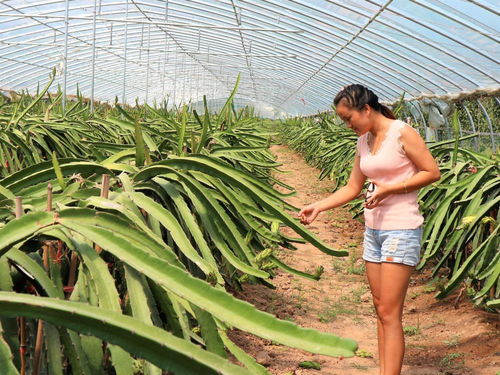 火龙果种子种植后能否成功结果？种植成功率有多高