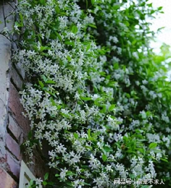 香水茉莉：风车般的美丽