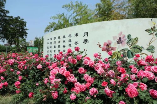 湖畔月季，艳丽动人