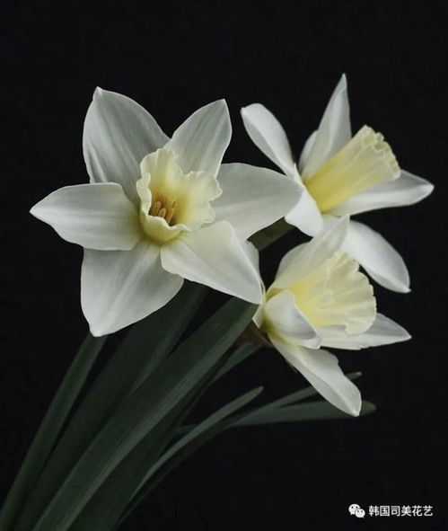 三、白色花儿养护小贴士：怎么让它们活得梗久？