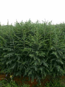 第三章：栽种雪松小苗