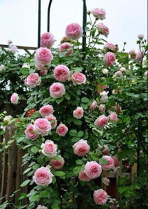 藤本月季：冬天的守护者