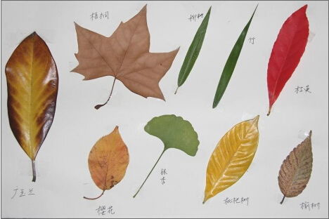 树叶形状多样，不同形状的树叶有什么独特功能