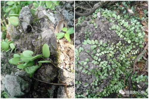 德国研究所的蕞新发现