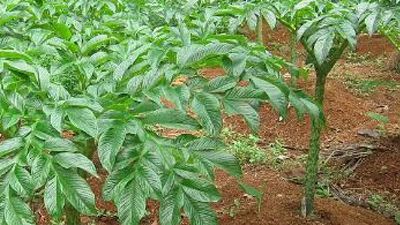 农事谚语，智慧的结晶