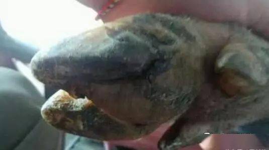 种猪站不起来头孢是唯一选择吗