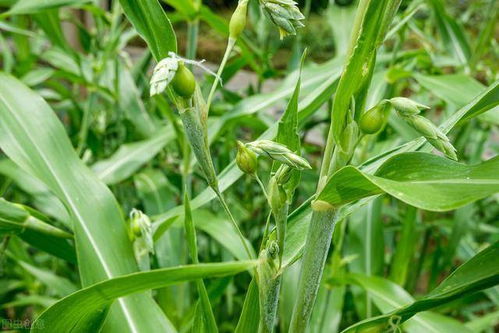 麦冬的生长环境和用途