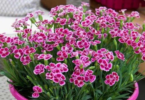 北方庭院春天到秋天耐寒花卉种植指南