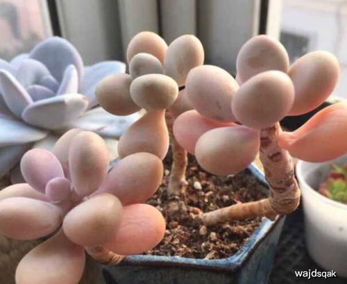 桃蛋多肉夏天怎么养：适当遮阴