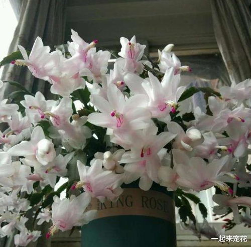 植物类型，各有千秋