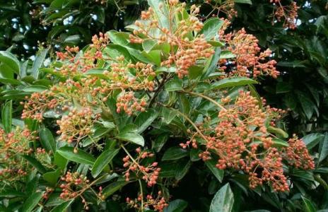 播种繁殖：简单但成功率较低