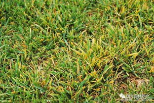 防治方法，那可得多动动脑筋