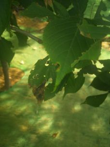 果实虽诱人， 平安geng重要