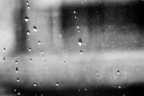 薄荷在雨天能否承受雨水冲刷，其生长状态会受到影响吗