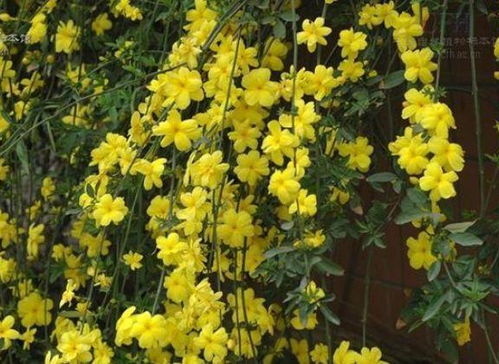 大花品种，大气磅礴