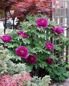 庭院里的开花小灌木