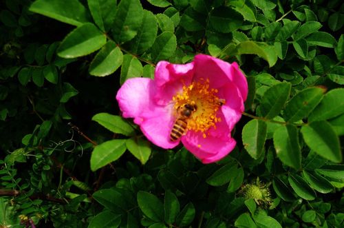 刺玫花的繁殖方法