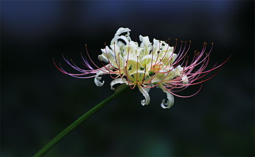 石蒜花=死人花？揭秘两种花名背后的真相