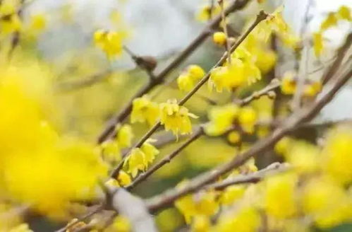 腊梅花种子如何正确种植和养护，才能保证发芽率和生长效果