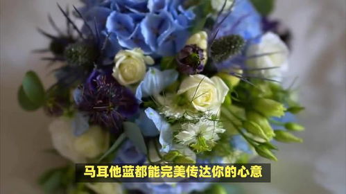 嘉兰花语究竟蕴含着怎样的深情，能表达出怎样的情感呢