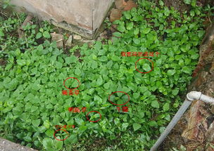 专业的停车位草种，你了解吗？