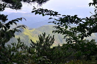 翠柏苍松映碧空，传说中的美景