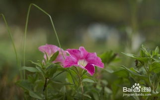 第三步：特殊牵引技巧