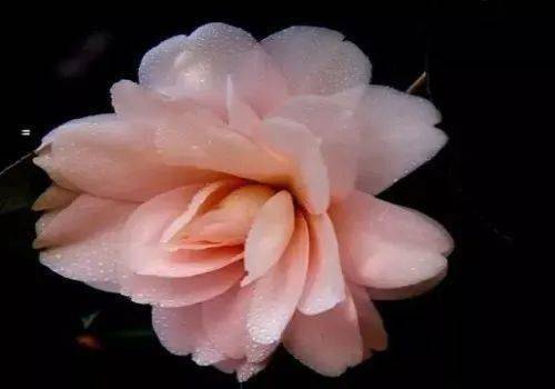 茶花的悄然谢幕