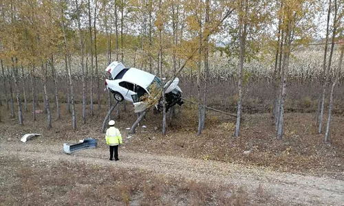 实测案例：江苏到山东运180棵5米桂花