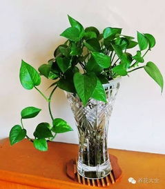 水培盆栽小知识：营养液加光照的奥秘