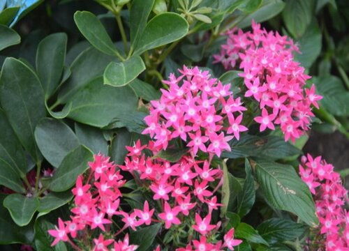 “五星花在什么季节播种最合适？最佳播种时间是什么时候