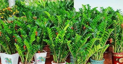 金钱树与铜钱树：究竟有何不同？