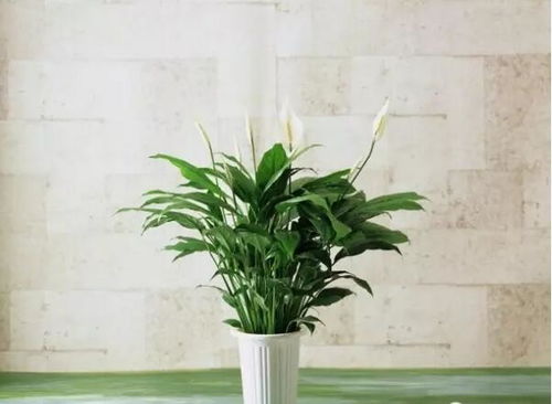 催花技巧：磷钾肥是关键