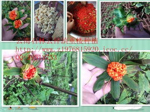 警惕那些假种子