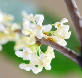 桂花的传说 让人陶醉其中