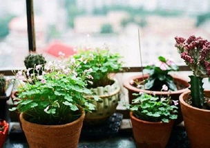 花儿的日常：浇水时间大揭秘