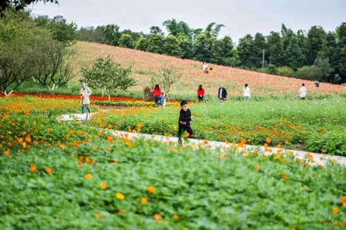美女樱：温暖天气的好伙伴