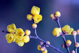 腊梅花开， 冬季里的温暖使者