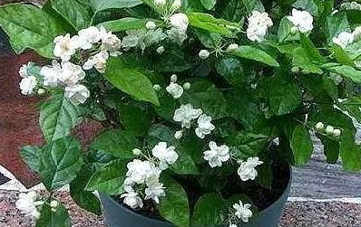 茉莉不开花，是缺水了吗