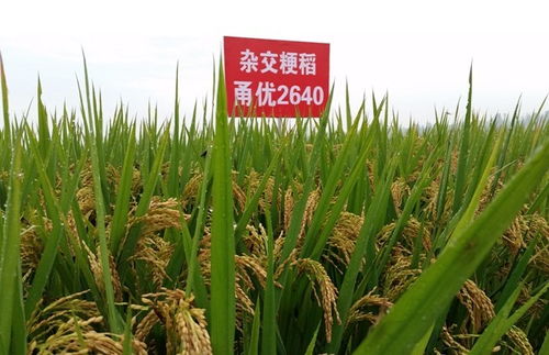 桥选粳162，优质粳稻新品种
