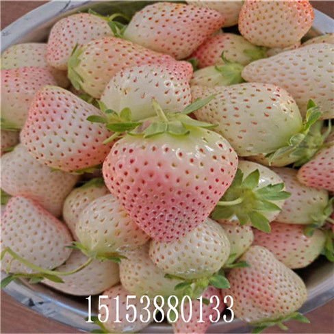 奶油草莓苗，高品质草莓品种