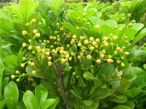 米兰花耐寒最低温度为-5℃