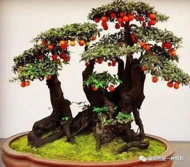 嫁接金弹子树桩，颜色选择有讲究？