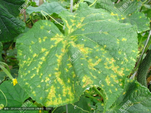 针对不同作物的防治方法