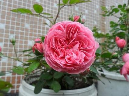 耐寒的藤本月季