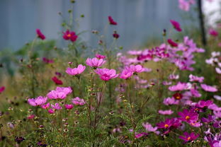 国庆节花海里的那些小花小草