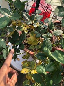 底部叶子摘掉，到底有什么好处？